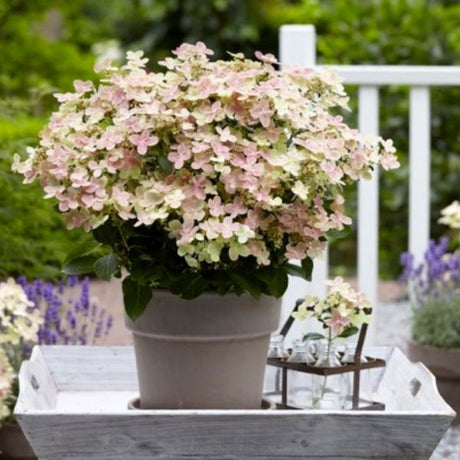 Early Evolution® Panicle Hydrangea