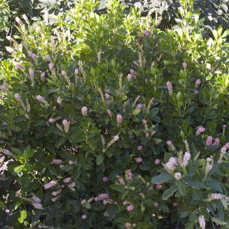 Ruby Spice Summersweet