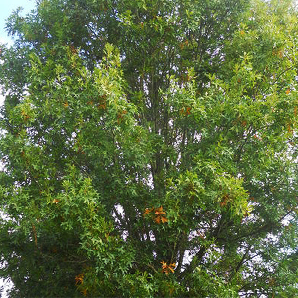 Pacific Brilliance&trade; Pin Oak