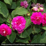 Rockapulco&reg; Purple Double Impatiens