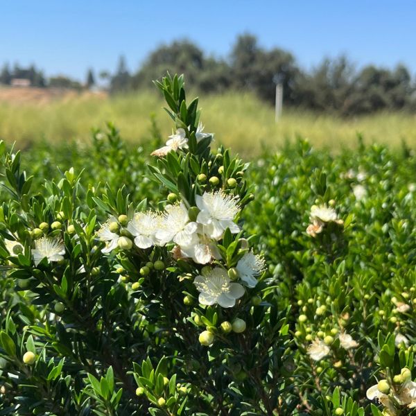 Dwarf Myrtle Shrub