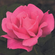 Perfume Delight Rose