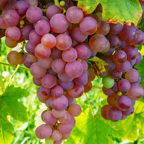 Vanessa Grape Vine