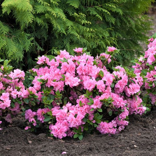 Bloom-A-Thon&reg; Pink Double Reblooming Azalea