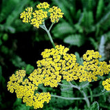 Moonshine Yarrow