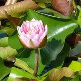 Pink Beauty Water Lily