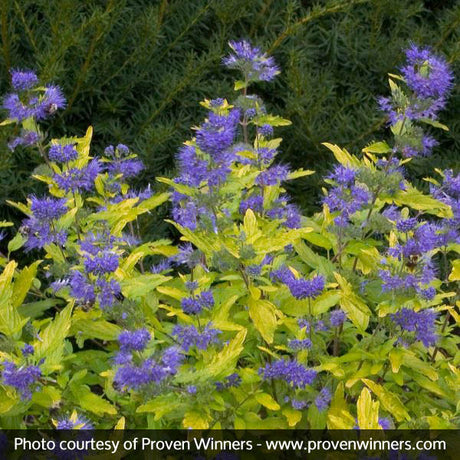 Proven Winners&reg; Lil Miss Sunshine&reg; Bluebeard