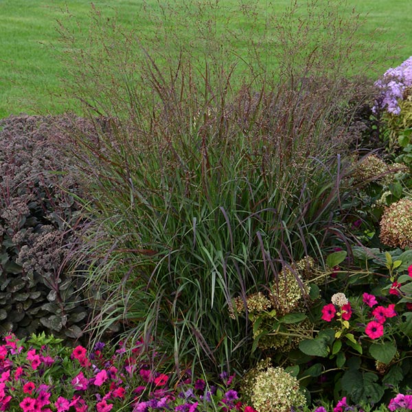 Prairie Winds&reg; Cheyenne Sky Red Switch Grass