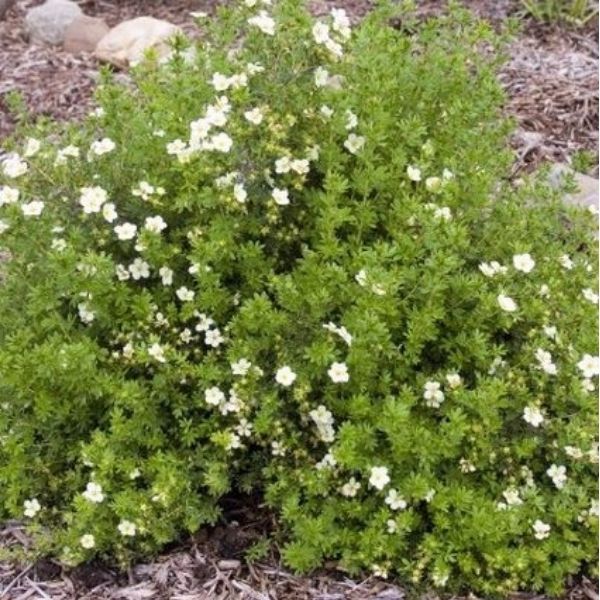 McKays White Potentilla