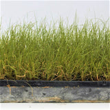 Blue Grama Grass Plugs