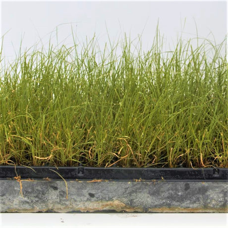 Blue Grama Grass Plugs