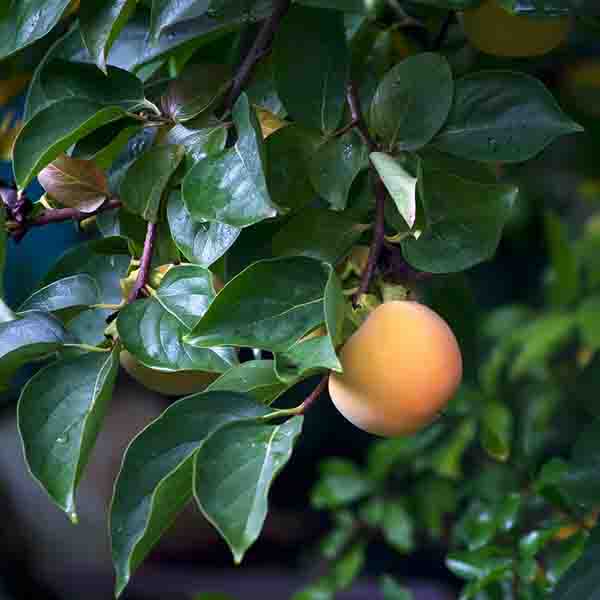 Magic Fountain&trade; Weeping Persimmon Tree