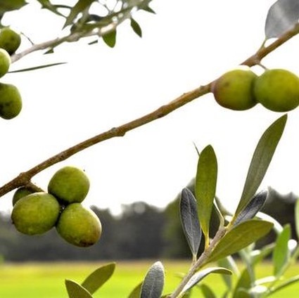 Arbosana Olive Tree