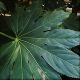 Fatsia Japonica