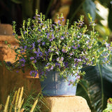 Scaevola Whirlwind Blue Fan Flower