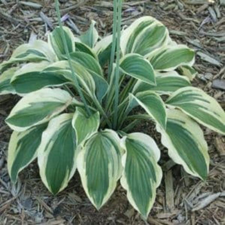 Regal Supreme Hosta