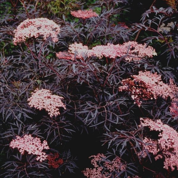 Black Lace&reg; Elderberry