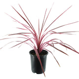 Cherry Sensation Cordyline