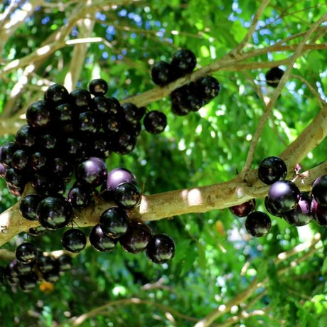 Jaboticaba Restinga Tree