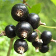 Consort Black Currant Bush