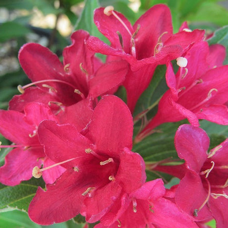 Red Prince Weigela Shrub