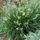 Dwarf Fountain Grass