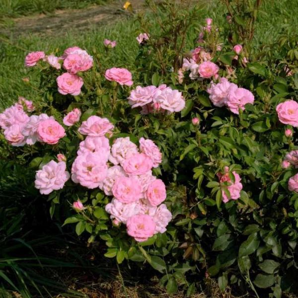 Pinktopia Shrub Rose | Buy at NatureHills.com