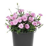 EverLast&trade; Light Pink+Eye Dianthus