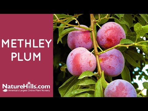 Methley Plum Tree