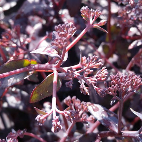 Sedum Purple Emperor