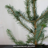 Norway Spruce Tabletop Christmas Tree