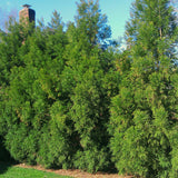 Cryptomeria Radicans