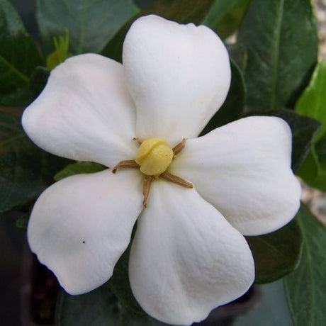 Kleim's Hardy Gardenia