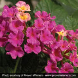 Bandana&reg; Pink Lantana