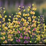 Decadence&reg; Deluxe Pink Lemonade False Indigo