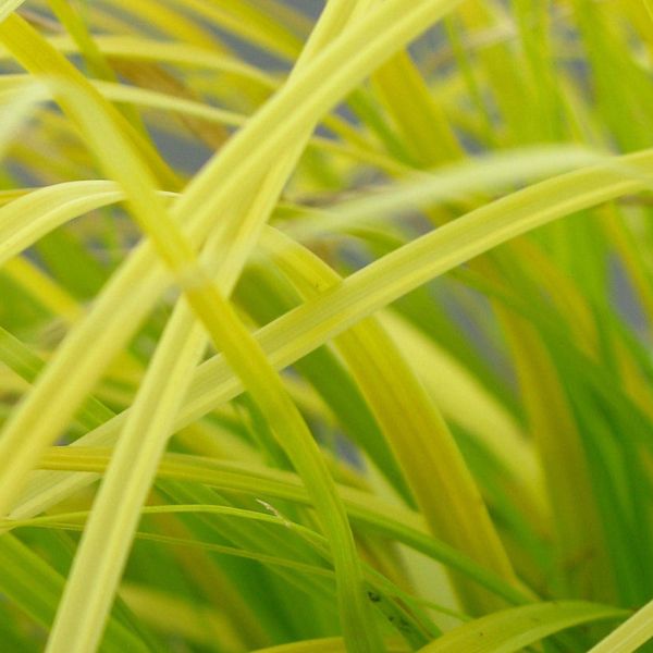 Evercolor&reg; Everillo Carex