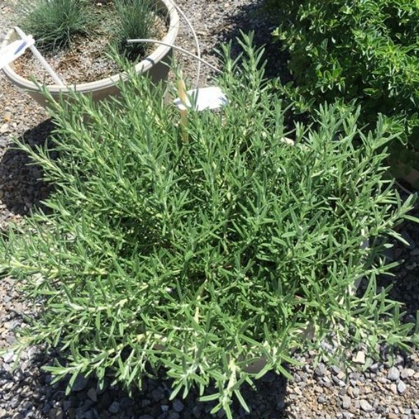 Cascading Rosemary