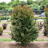 First Editions&reg; Ruffled Red Magic&trade; Crape Myrtle