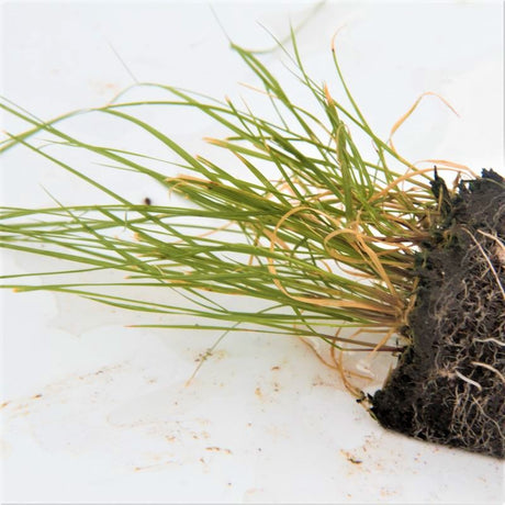 Blue Grama Grass Plugs