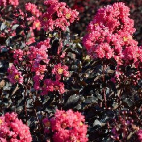 Black Diamond&reg; Shell Pink&trade; Crape Myrtle Shrub