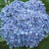 Big Daddy Hydrangea