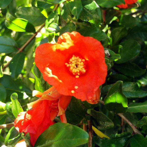 Parfianka Pomegranate Tree