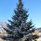 Colorado Blue Spruce Tree