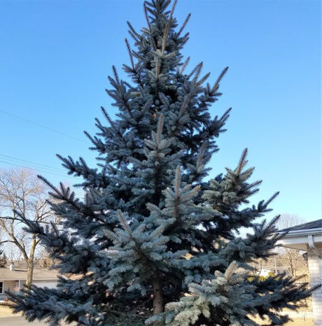 Colorado Blue Spruce Tree