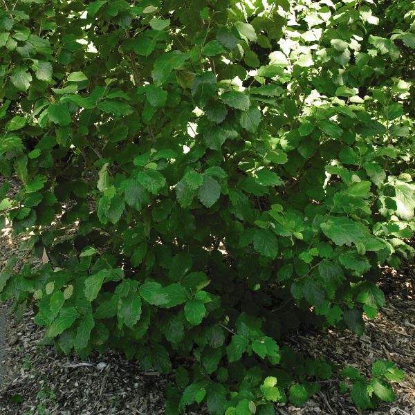 Common Witch Hazel, 3 gallon, retailer Package of 2