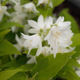 Chardonnay Pearls&reg; Deutzia