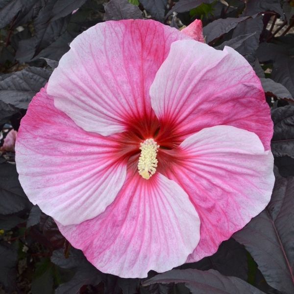 Starry Night Hardy Hibiscus