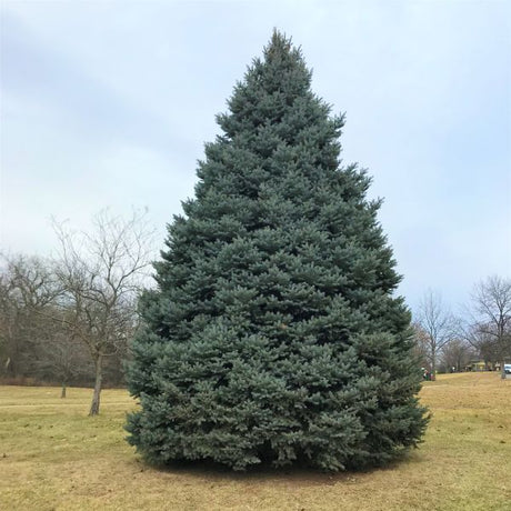 Colorado Blue Spruce Tree