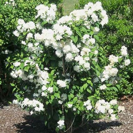 Miniature Snowflake Mock Orange