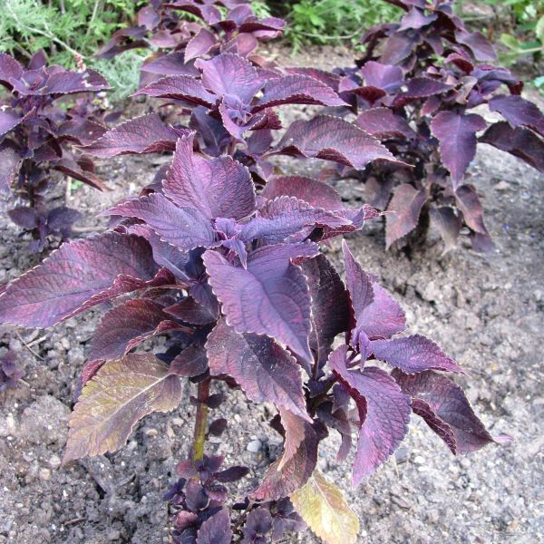 Coleus Dark Star